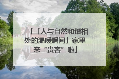 「人与自然和谐相处的温暖瞬间」家里来“贵客”啦
