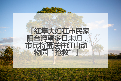 红隼夫妇在市民家阳台孵蛋多日未归，市民将蛋送往红山动物园“抢救”