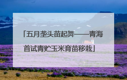 五月垄头苗起舞——青海首试青贮玉米育苗移栽