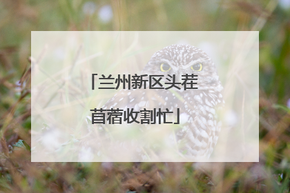 兰州新区头茬苜蓿收割忙