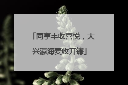 同享丰收喜悦，大兴瀛海麦收开镰