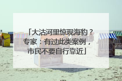 大沽河里惊现海豹？专家：有过此类案例，市民不要自行靠近