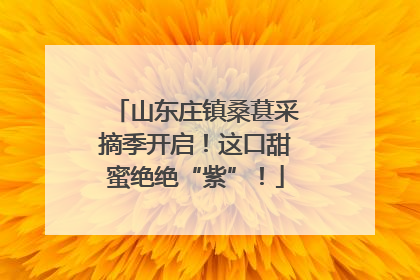 山东庄镇桑葚采摘季开启！这口甜蜜绝绝“紫”！