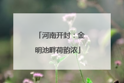 河南开封：金明池畔荷韵浓