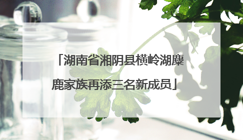 湖南省湘阴县横岭湖麋鹿家族再添三名新成员