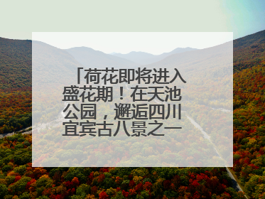 荷花即将进入盛花期！在天池公园，邂逅四川宜宾古八景之一“天池晚照”