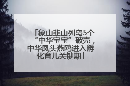 象山韭山列岛5个“中华宝宝”破壳，中华凤头燕鸥进入孵化育儿关键期