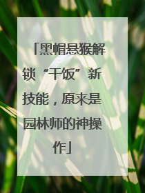 黑帽悬猴解锁“干饭”新技能，原来是园林师的神操作