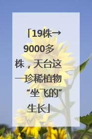 19株→9000多株，天台这一珍稀植物“坐飞的”生长