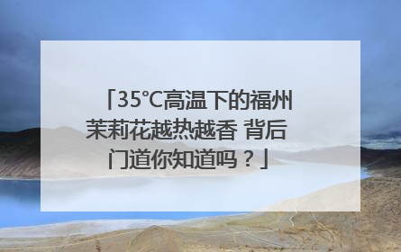 35℃高温下的福州茉莉花越热越香 背后门道你知道吗？